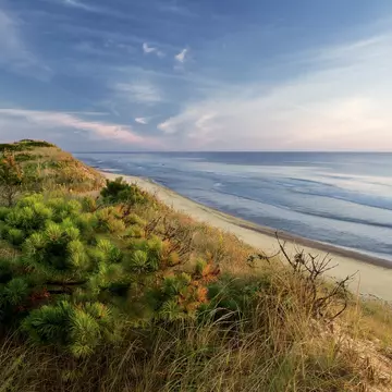 Dune's edge, pitch pine, Marconi beach, wellfleet, Cape Cod national seashore.