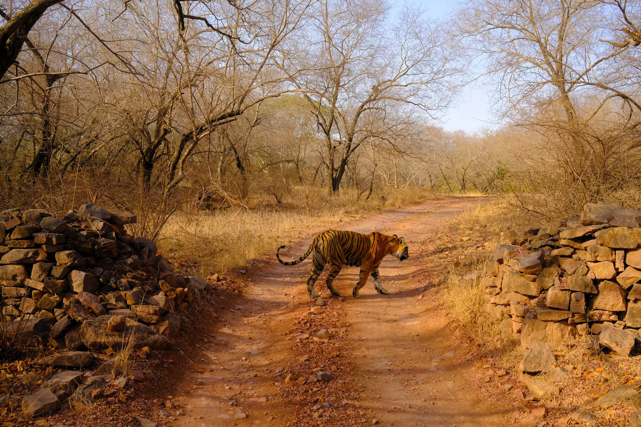 A tiger crosses a dirt path between crumbling walls made of stacked stones in a national park.