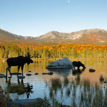 Two moose in a northern New England Pond