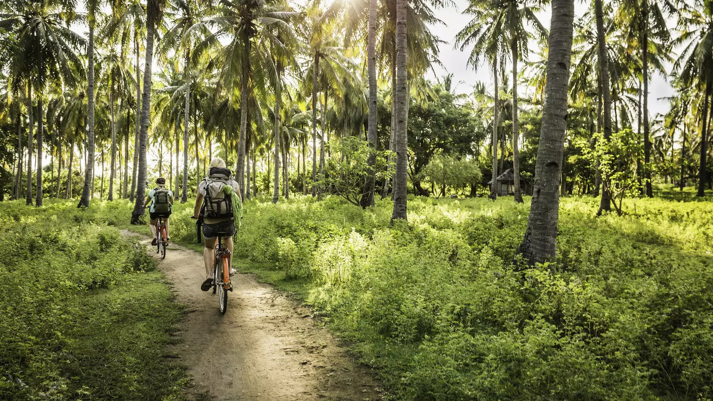 Two people ride bicycles down a dirt path through a glad of palm trees.