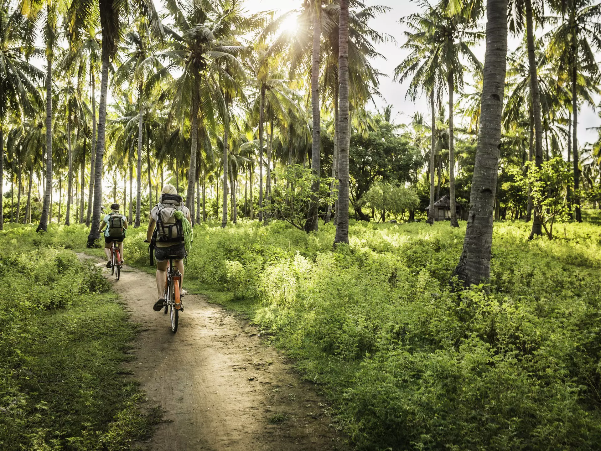 Two people ride bicycles down a dirt path through a glad of palm trees.