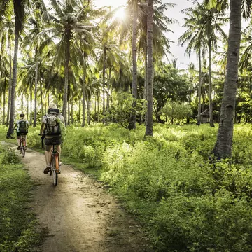Two people ride bicycles down a dirt path through a glad of palm trees.