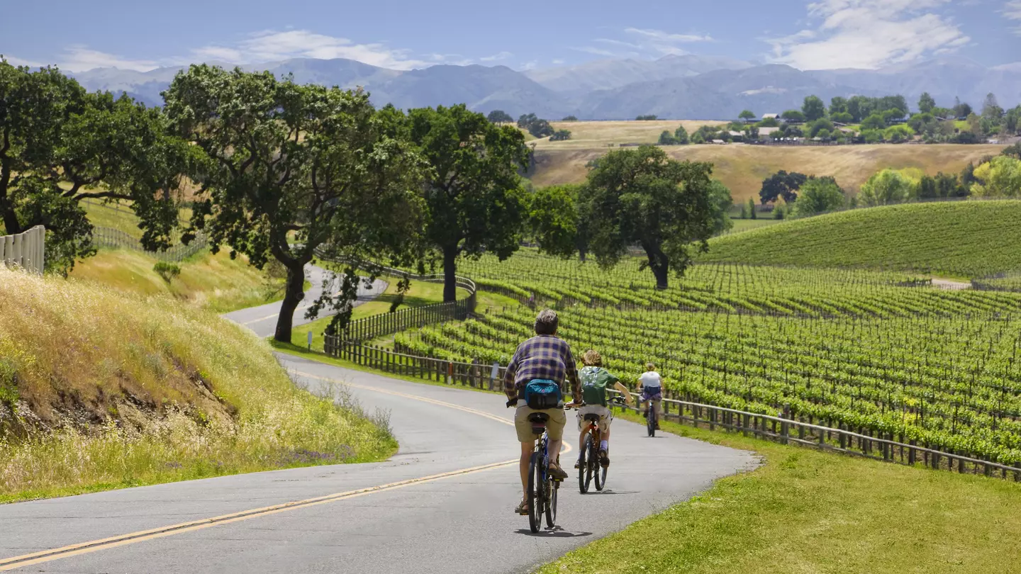 Three people ride bikes down a road through beautiful vineyards that stretch into the distance