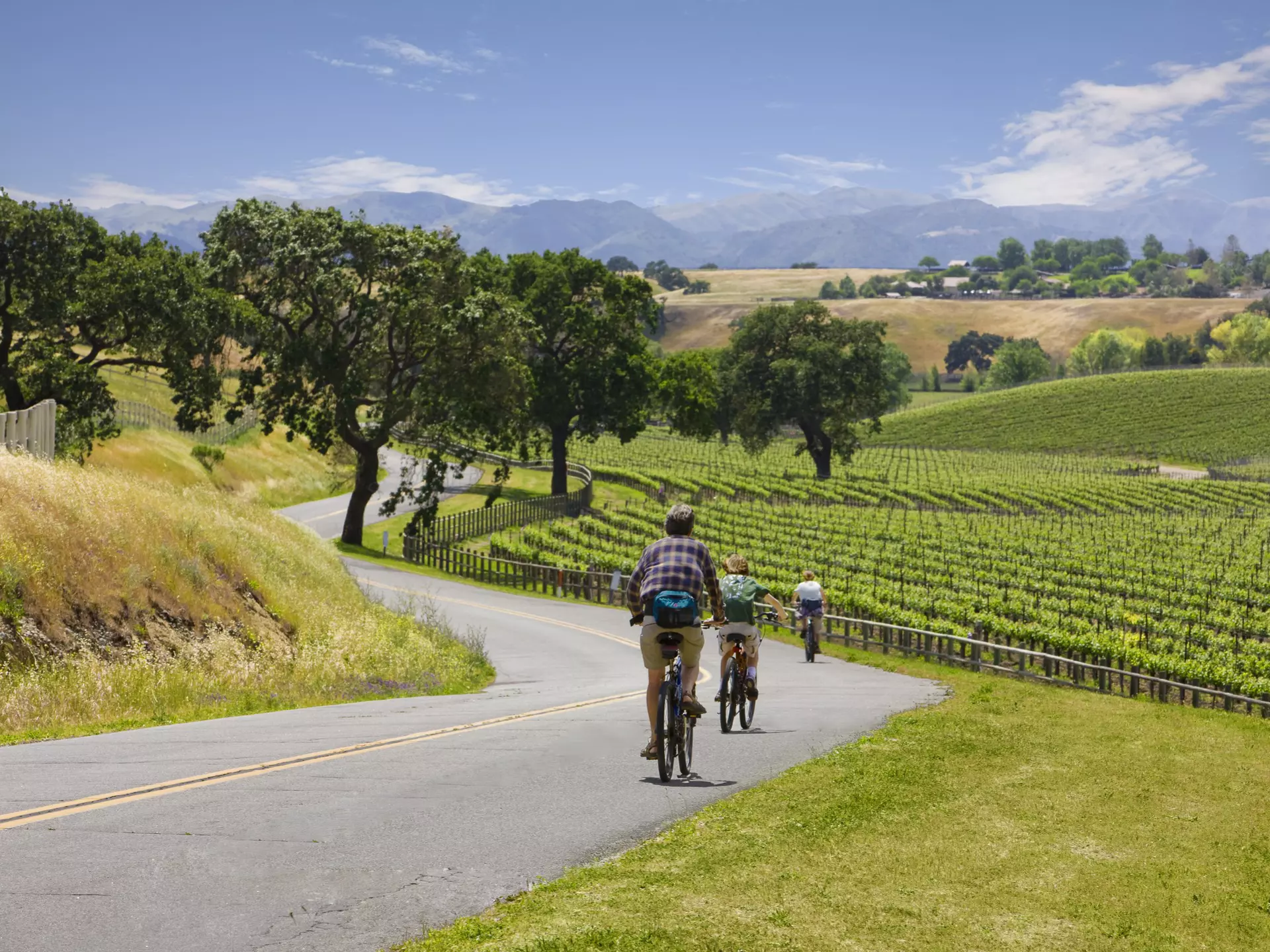 Three people ride bikes down a road through beautiful vineyards that stretch into the distance