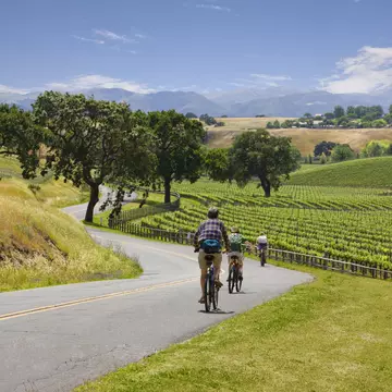 Three people ride bikes down a road through beautiful vineyards that stretch into the distance