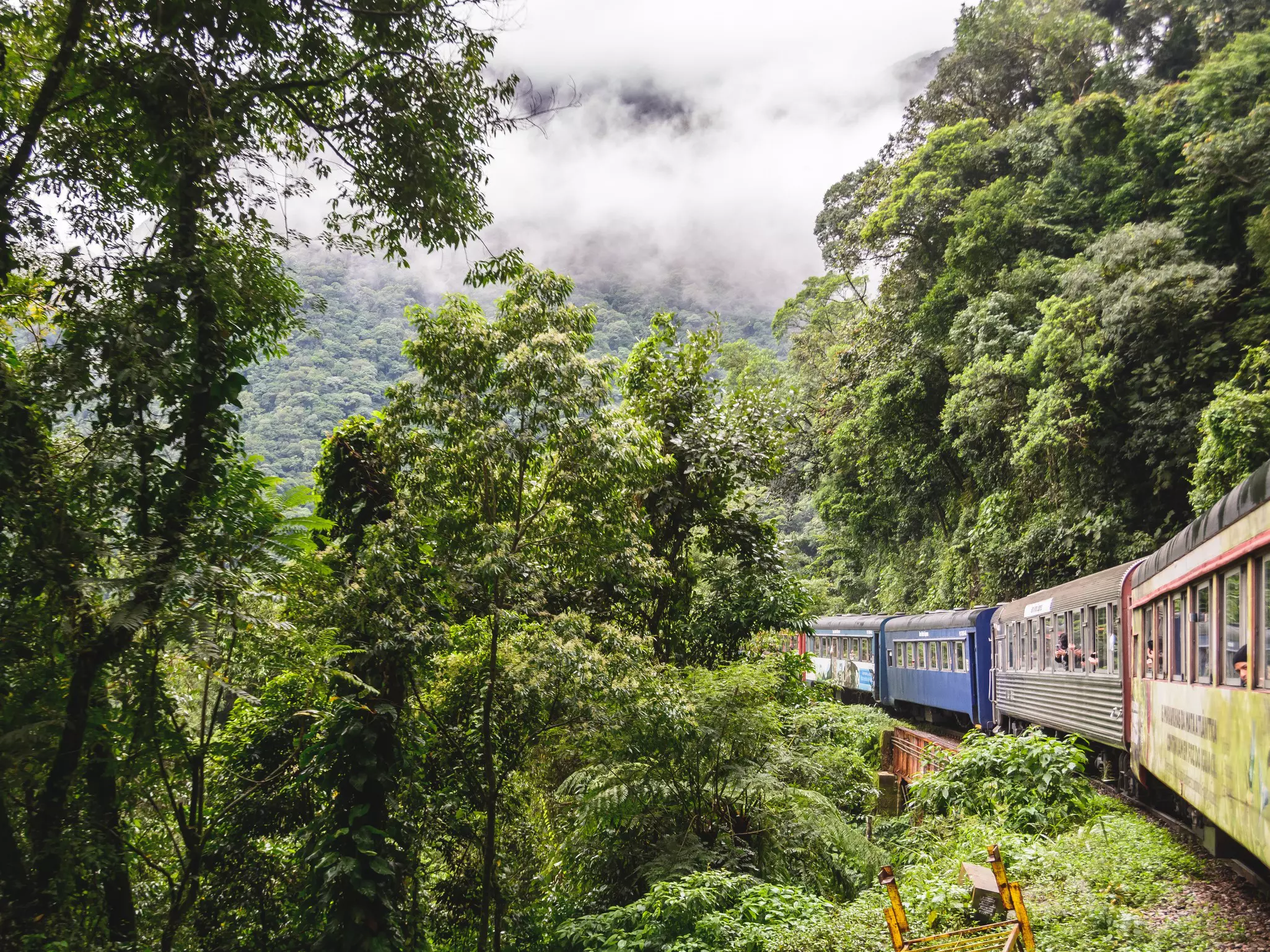 A train on a track in thick jungle.