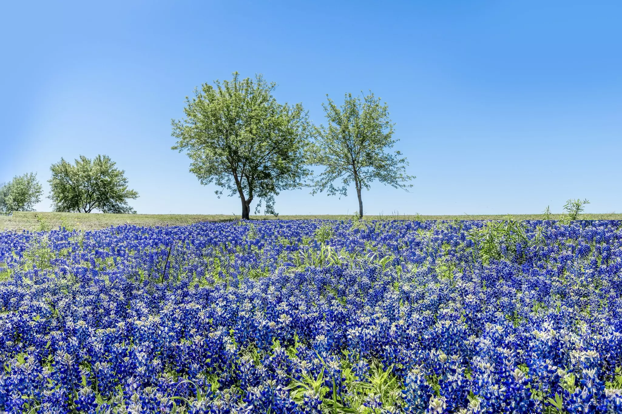 Meadow full of wonderful blue bonnets in the Texas Hill Country.