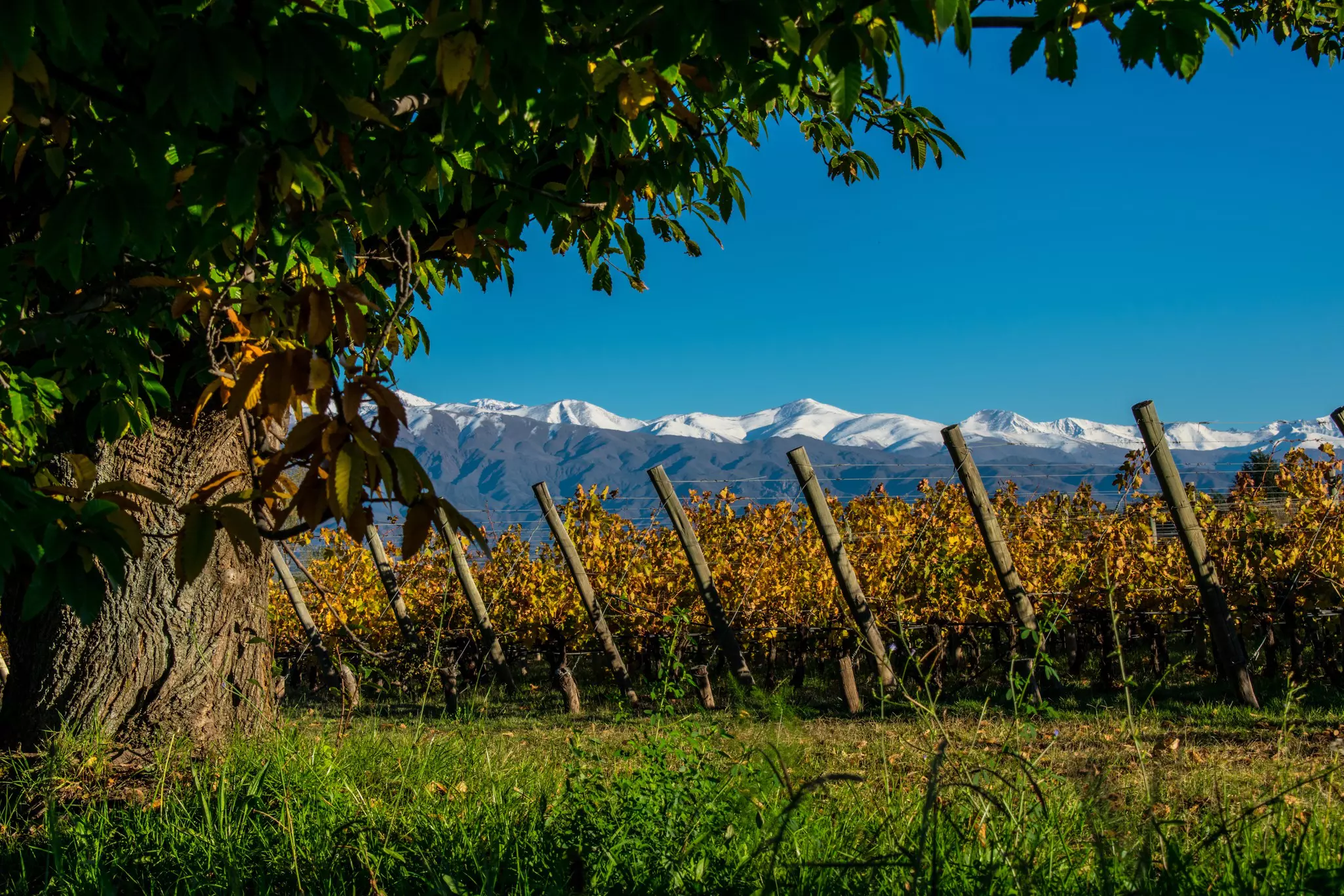 The wineries in and around Mendoza are some of the best in the world © Cavan Images / Getty Images
