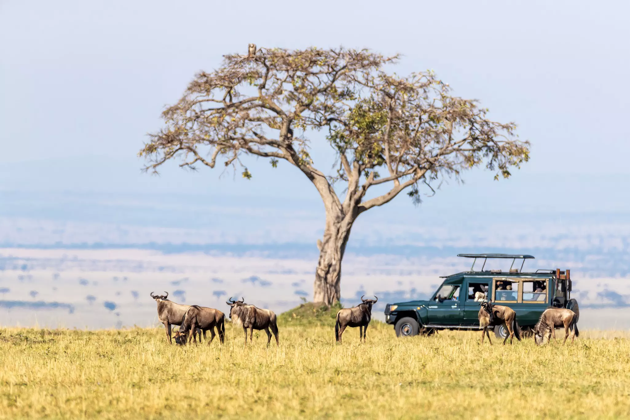 The Masai Mara is the best place to see the Great Migration in Kenya © Jane Rix / Shutterstock