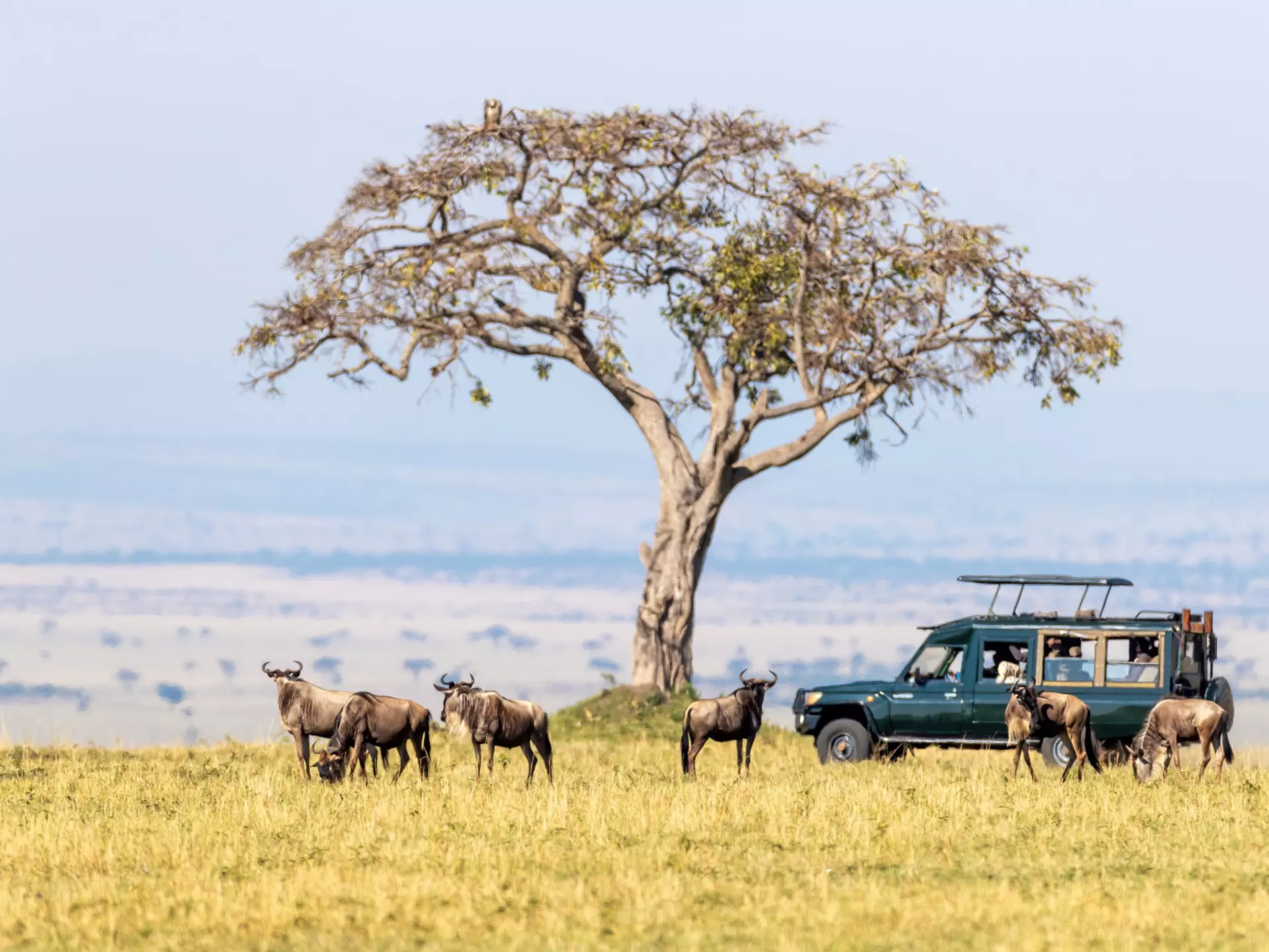 Unidentifiable,Tourists,In,A,Safari,Vehicle,Watch,White-bearded,Wildebeest,In
