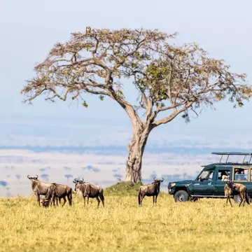 Unidentifiable,Tourists,In,A,Safari,Vehicle,Watch,White-bearded,Wildebeest,In