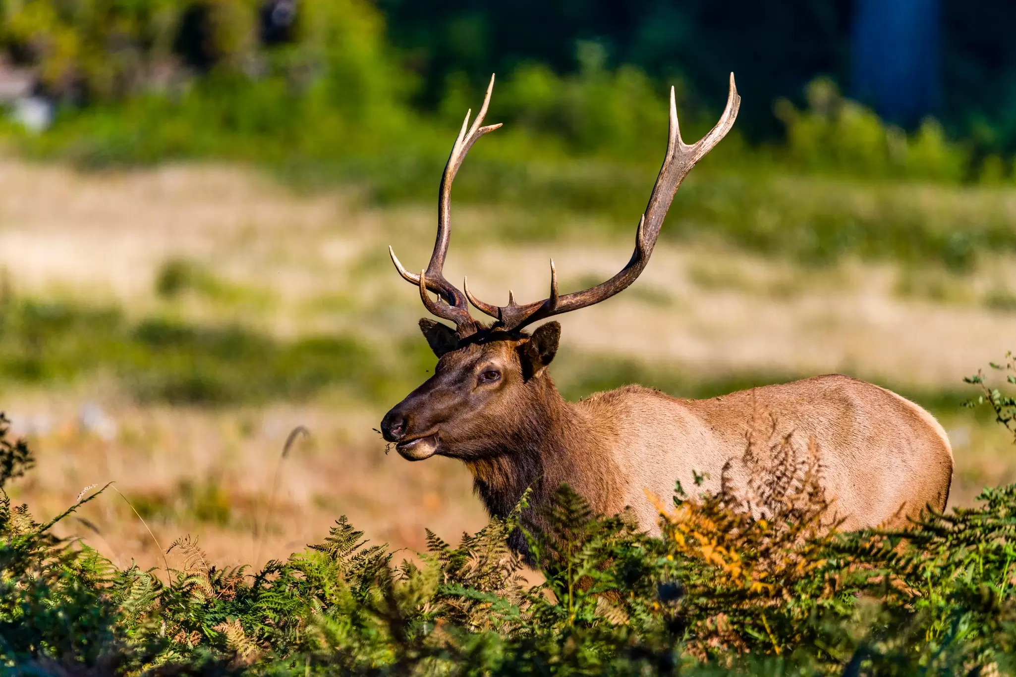 A bull elk with large horns is seen in a clearing in a forest, Redwood National Park, California