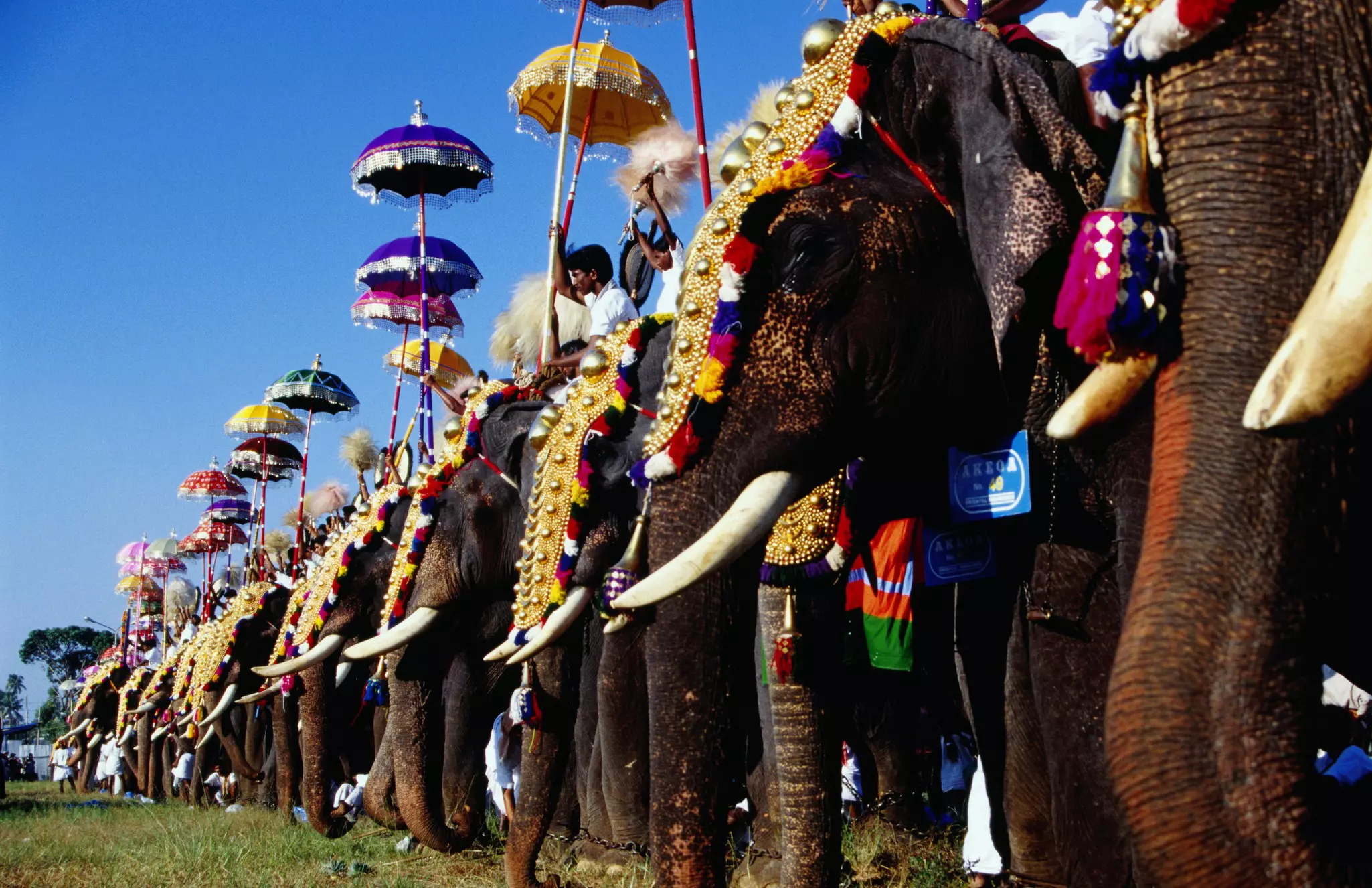 A line of elephants with gold decorations and riders with colorful umbrellas.