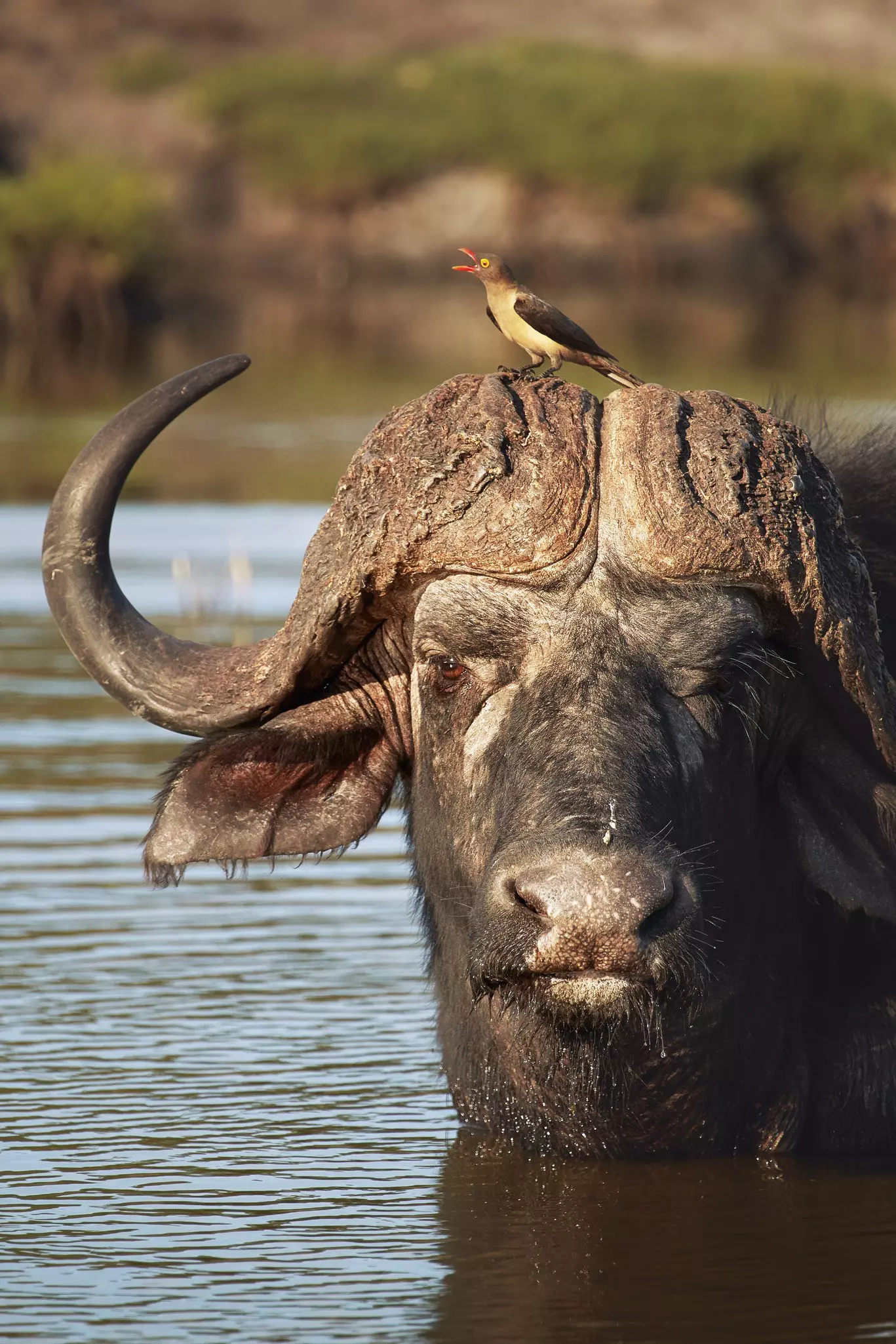 A water buffalo in the water up to its neck with a bird with an orange beak on its head.