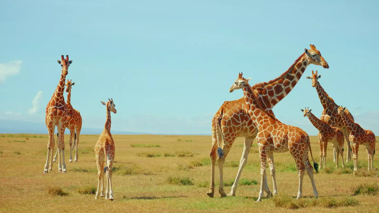 On my safari, I learned the important difference between a “tower” vs a “journey” of giraffes © Jack Pearce