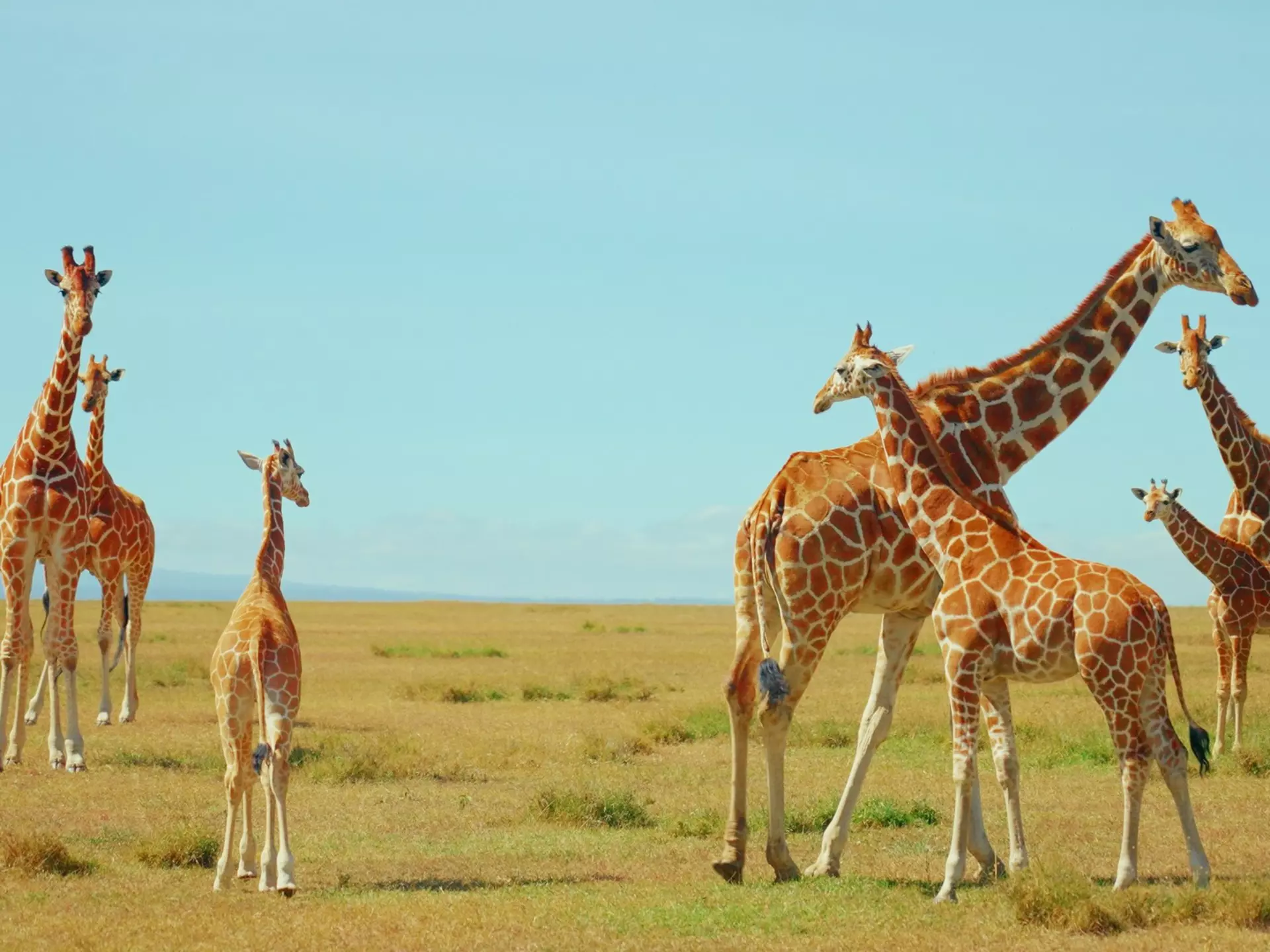On my safari, I learned the important difference between a “tower” vs a “journey” of giraffes © Jack Pearce