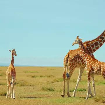 On my safari, I learned the important difference between a “tower” vs a “journey” of giraffes © Jack Pearce