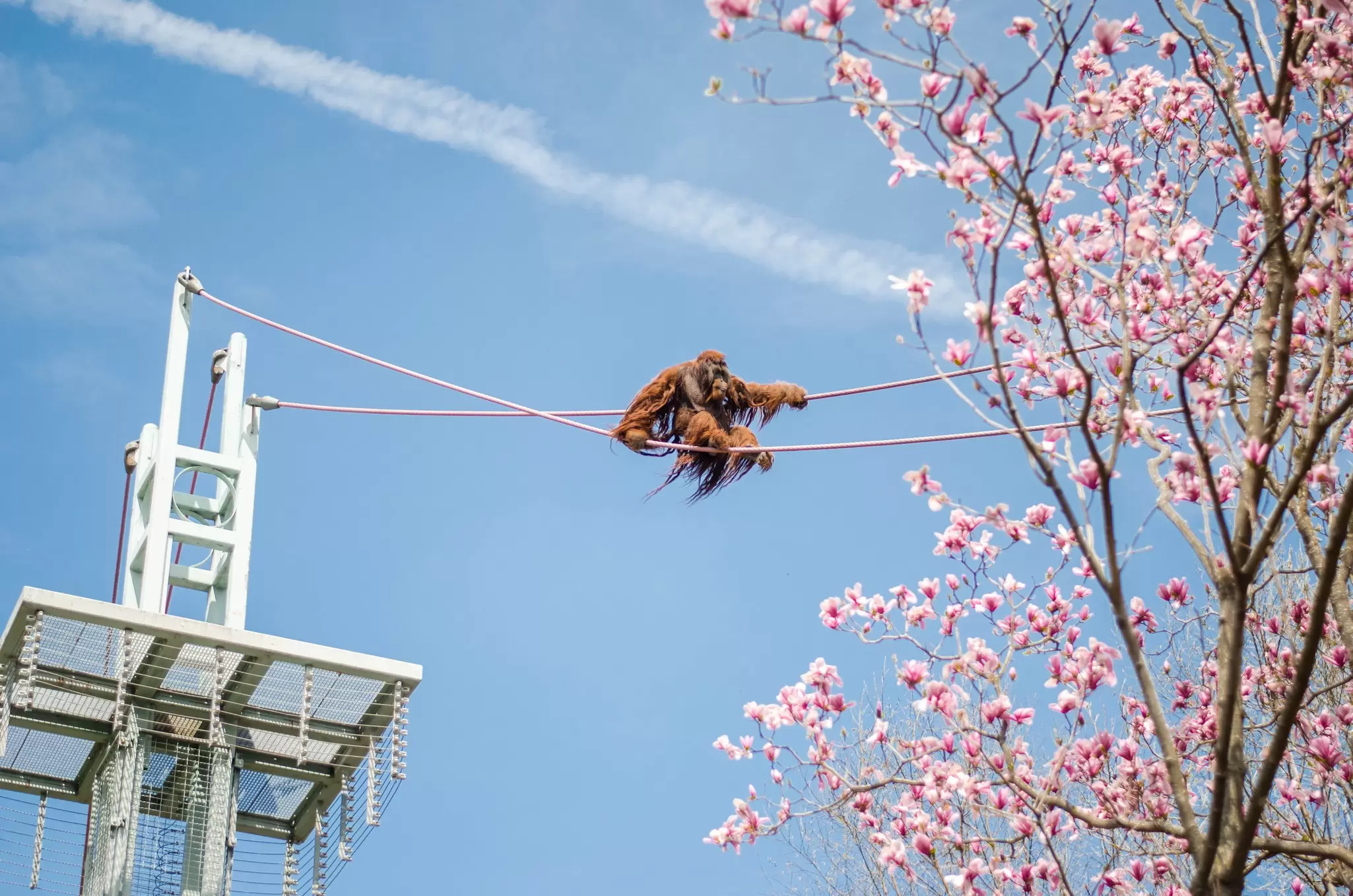 A large orange hairy orangutan climbs across high ropes at Smithsonian National Zoo, Washington, DC