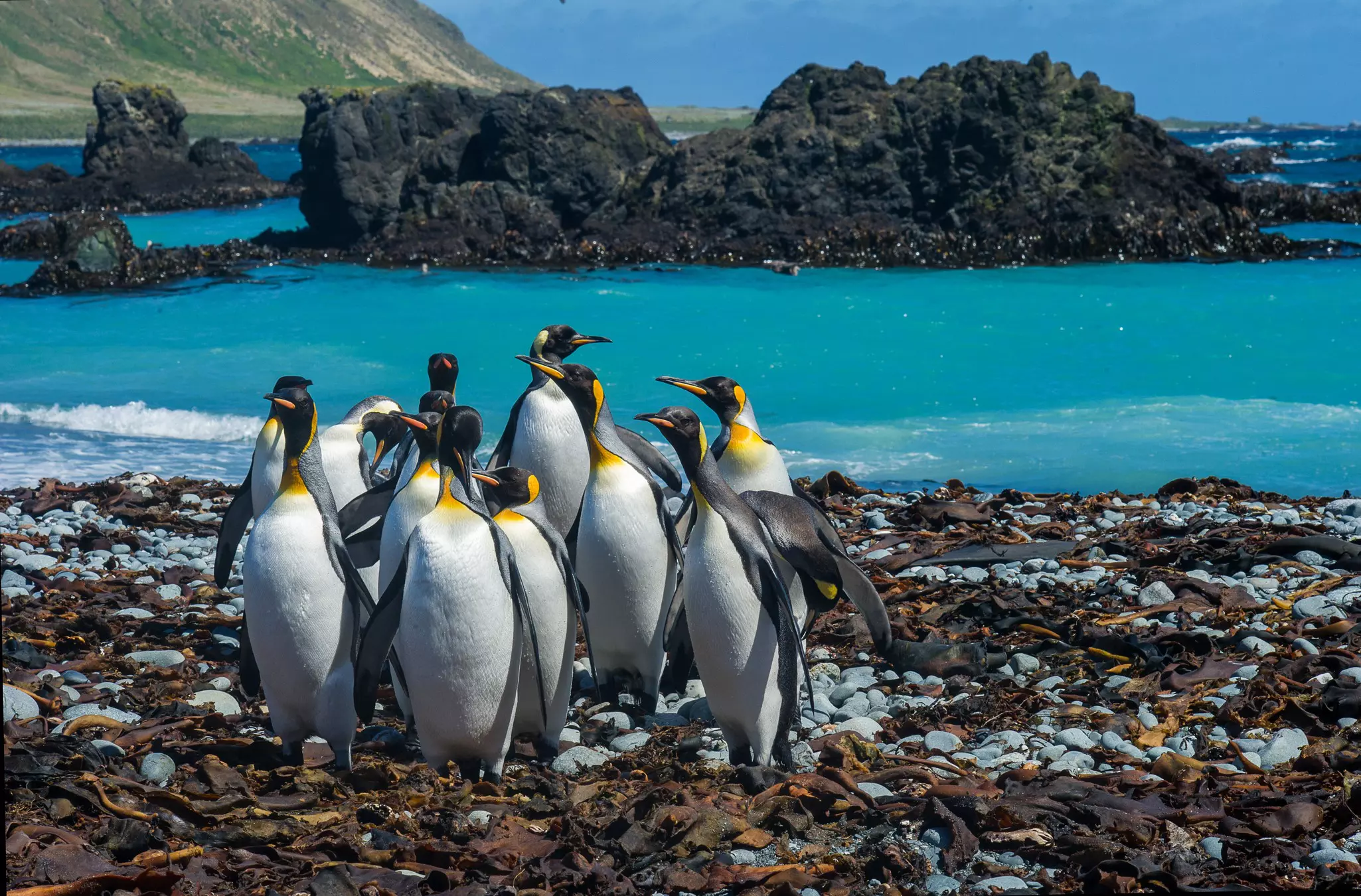 King Penguins have a stronghold on Macquarie Island, between Australia and Antarctica.  They form large colonies and are intensely curious.
