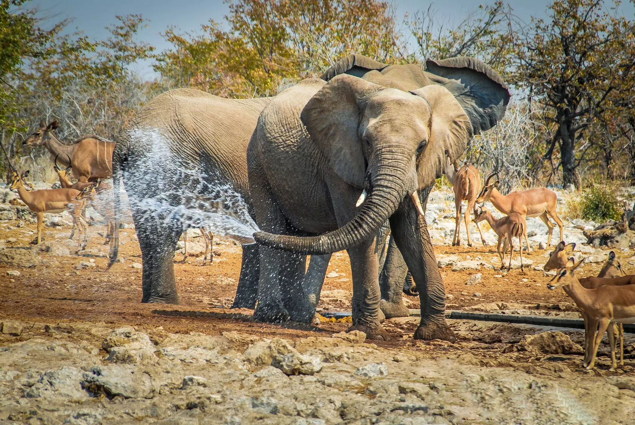 An elephant beside a water hole squirts water from its trunk. Several deer-like creatures – impala – stand nearby.