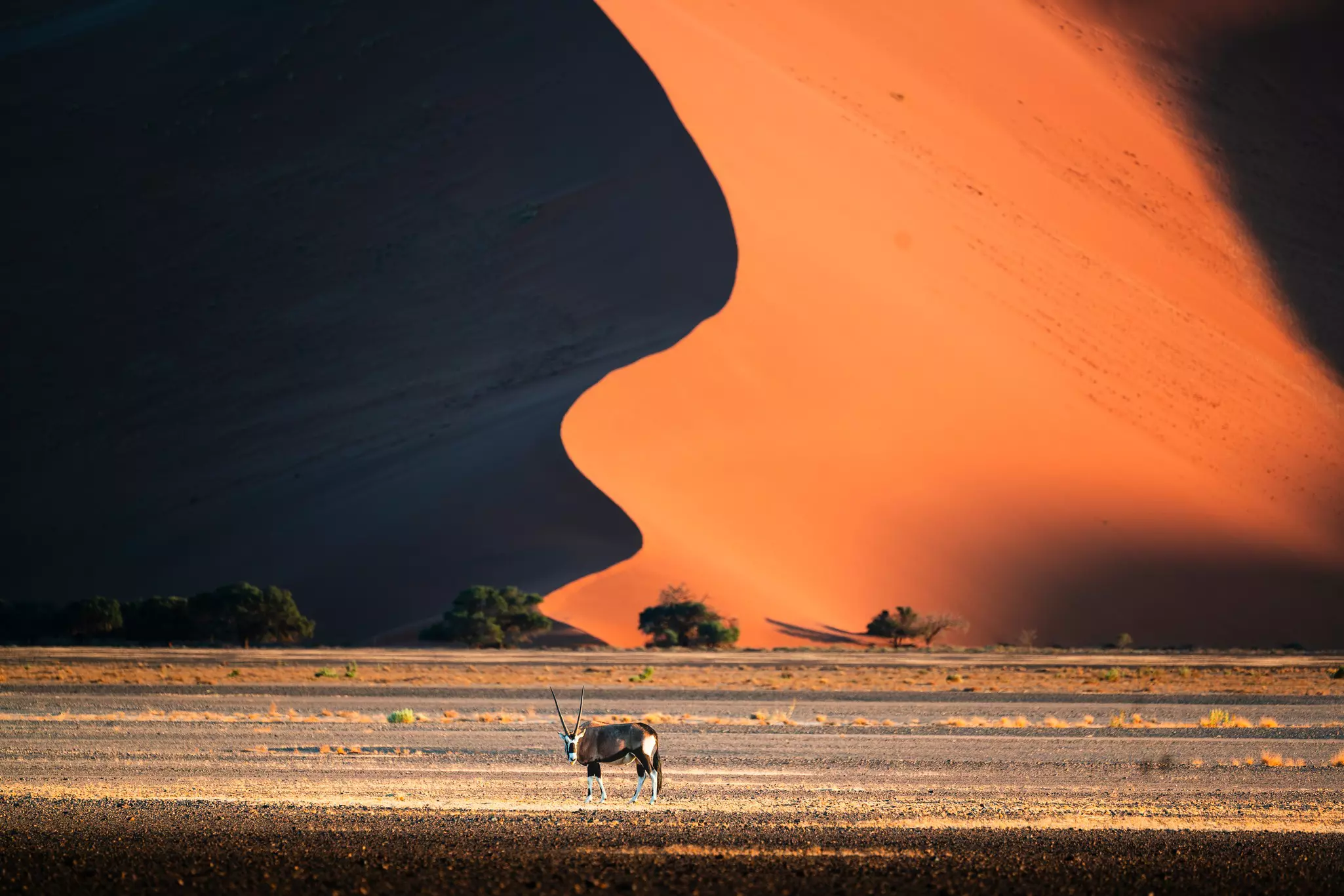 An oryx stands on flat ground, while a huge dune behind is dramatically illuminated by the light of the setting sun.
