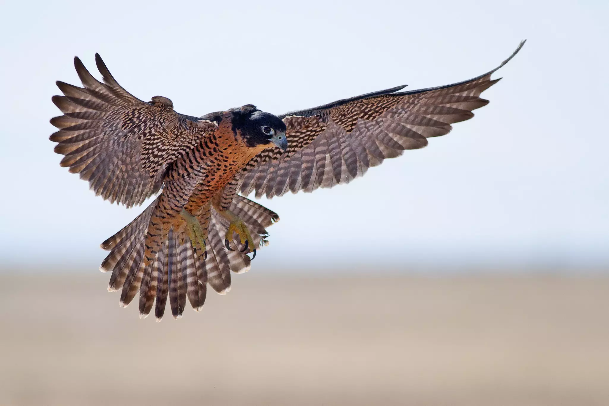 A peregrine falcon flying in the air with its wings outstretched and feet pointed down. The background is blurred.