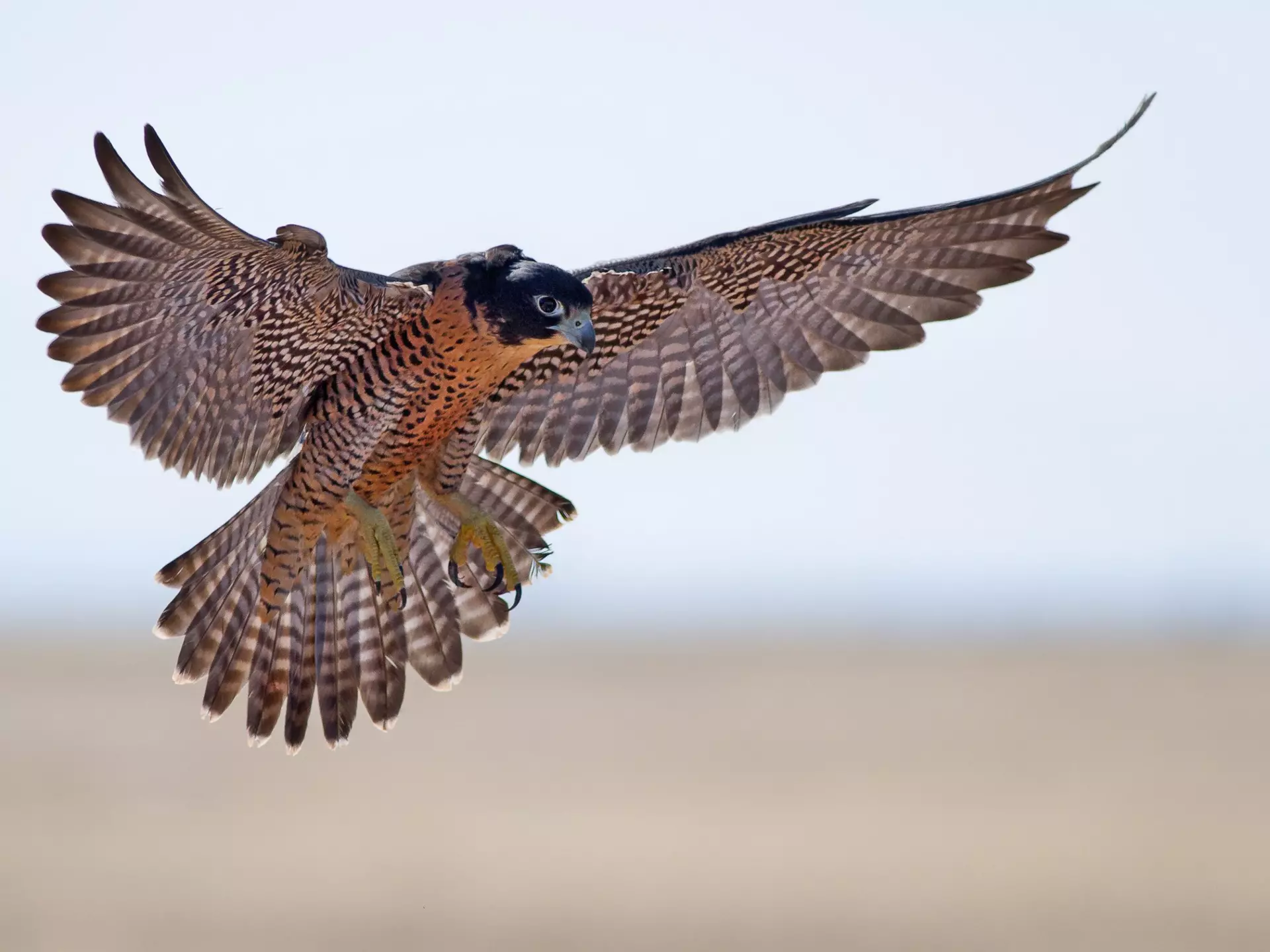 A peregrine falcon flying in the air with its wings outstretched and feet pointed down. The background is blurred.
