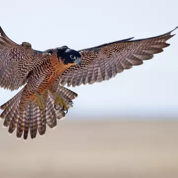 A peregrine falcon flying in the air with its wings outstretched and feet pointed down. The background is blurred.