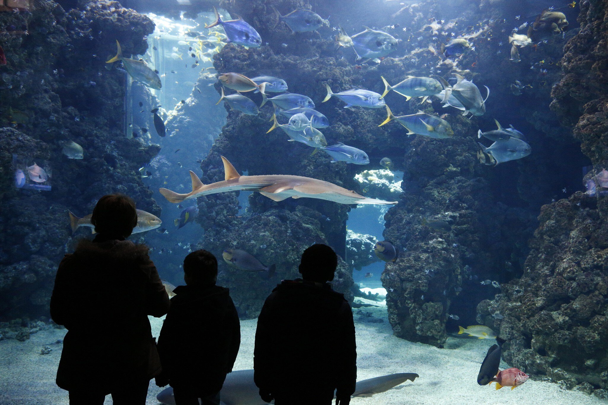 The aquarium of the Oceanographic Museum of Monaco. (Photo by: Godong/UIG via Getty Images)
