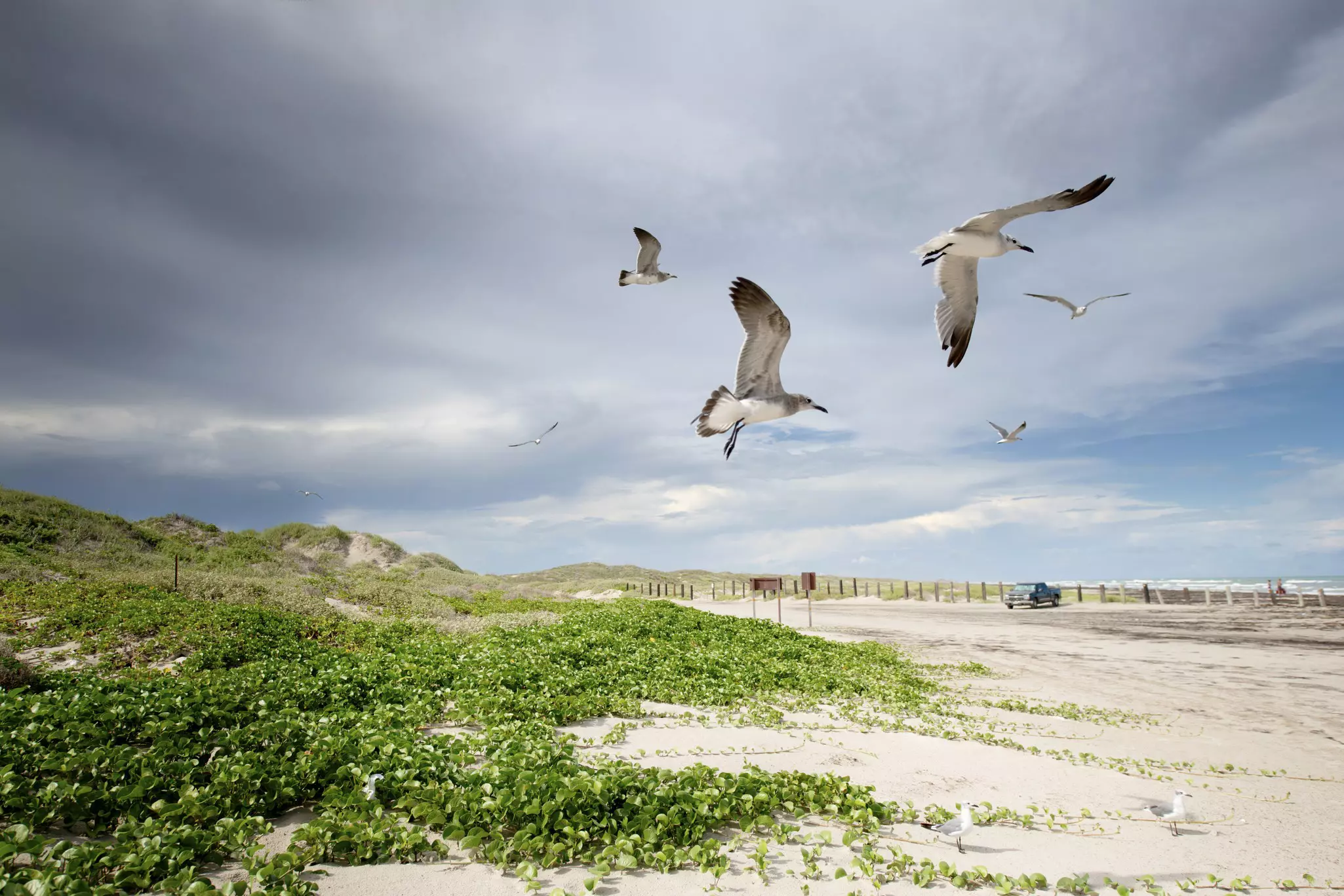 Seagulls flying over the white sand beach on Padre Island National Seashore