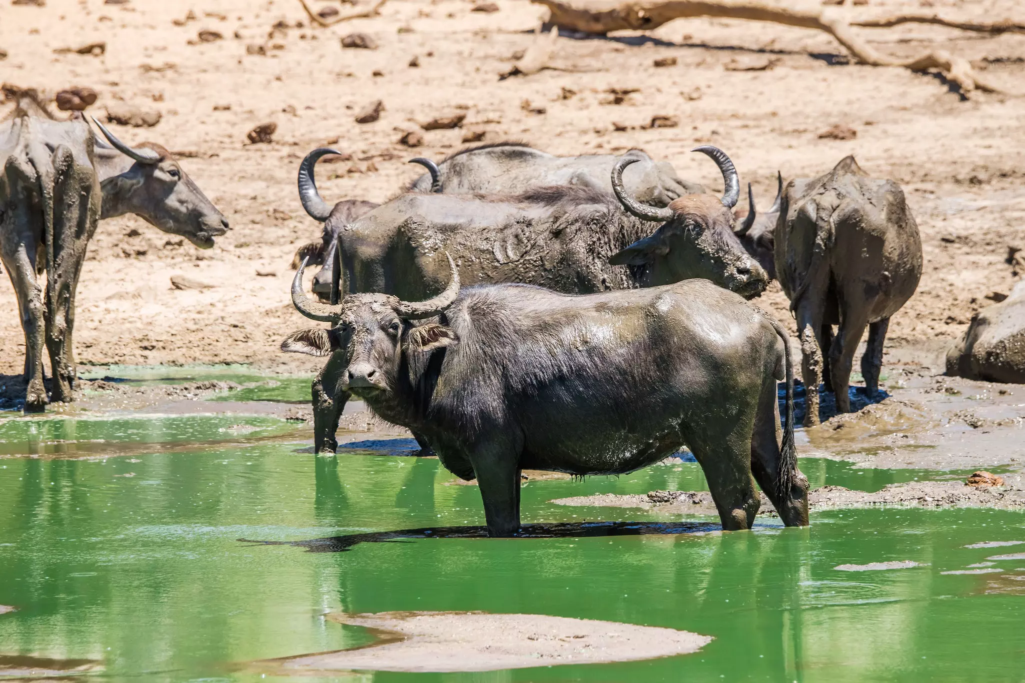 A group of wild asian buffalo (Bubalus arnee) in water pond. Uda walawe national park, Sri Lanka.