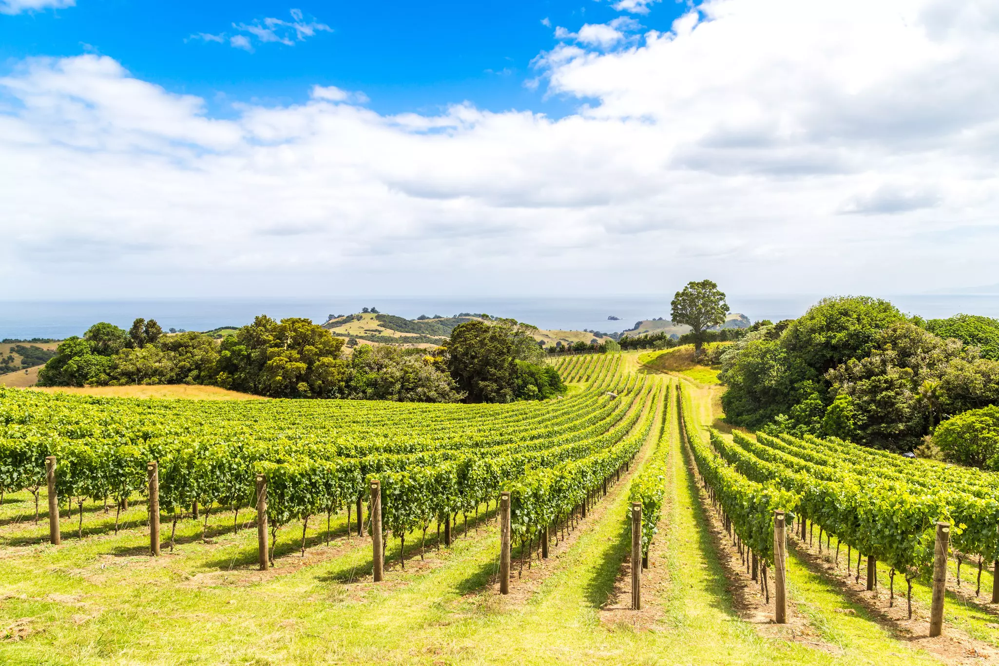 A line of green vineyards with hills and trees