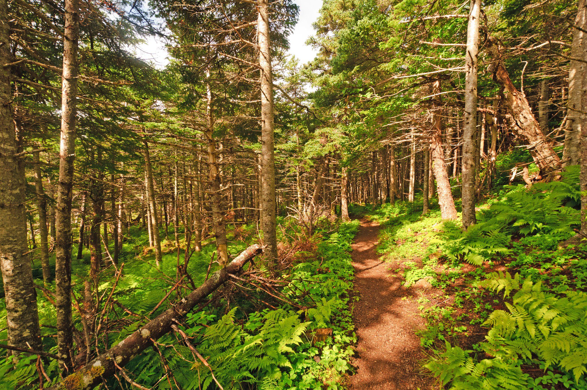 Green Gardens Trail through the forest in Gros Morne National Park.
134169968
adventure, canada, coastal, coastal forest, exploration, forest, green, green gardens trail, gros morne, gros morne national park, grove, natural, nature, newfoundland, outdoor, path, pines, quiet, secluded, serene, shaded, trail, trees, wild, wilderness