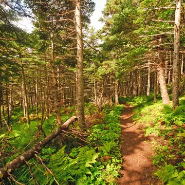 Green Gardens Trail through the forest in Gros Morne National Park.
134169968
adventure, canada, coastal, coastal forest, exploration, forest, green, green gardens trail, gros morne, gros morne national park, grove, natural, nature, newfoundland, outdoor, path, pines, quiet, secluded, serene, shaded, trail, trees, wild, wilderness