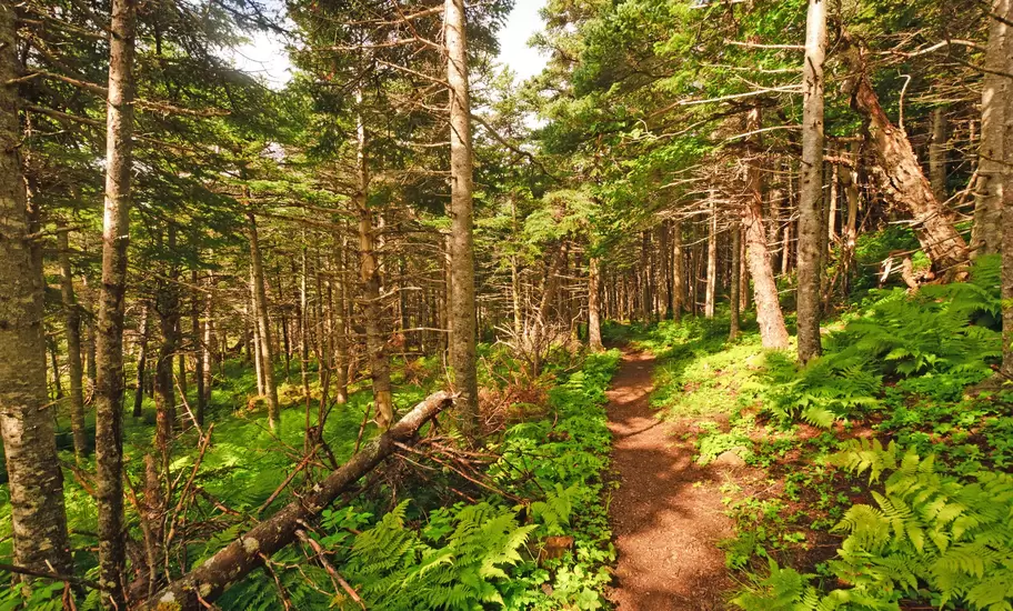Green Gardens Trail through the forest in Gros Morne National Park.
134169968
adventure, canada, coastal, coastal forest, exploration, forest, green, green gardens trail, gros morne, gros morne national park, grove, natural, nature, newfoundland, outdoor, path, pines, quiet, secluded, serene, shaded, trail, trees, wild, wilderness