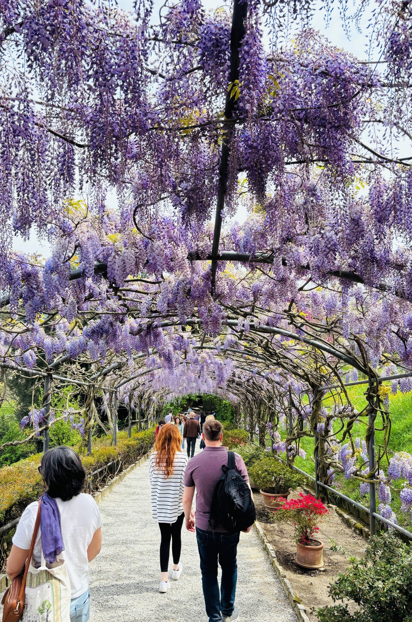 Blooming wisteria in the Villa e Giardino Bardini in Florence, Italy.