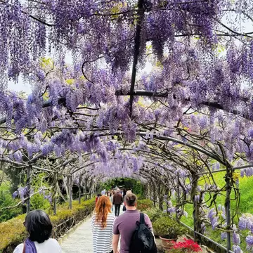 Blooming wisteria in the Villa e Giardino Bardini in Florence, Italy.