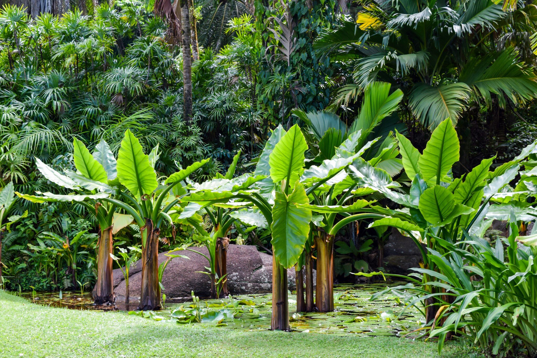 Large arrow-shaped leaves on thick stems standing in a lily-pad pond beside a pink granite boulder and lush palms