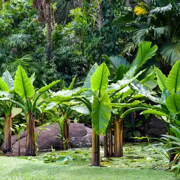 Large arrow-shaped leaves on thick stems standing in a lily-pad pond beside a pink granite boulder and lush palms
