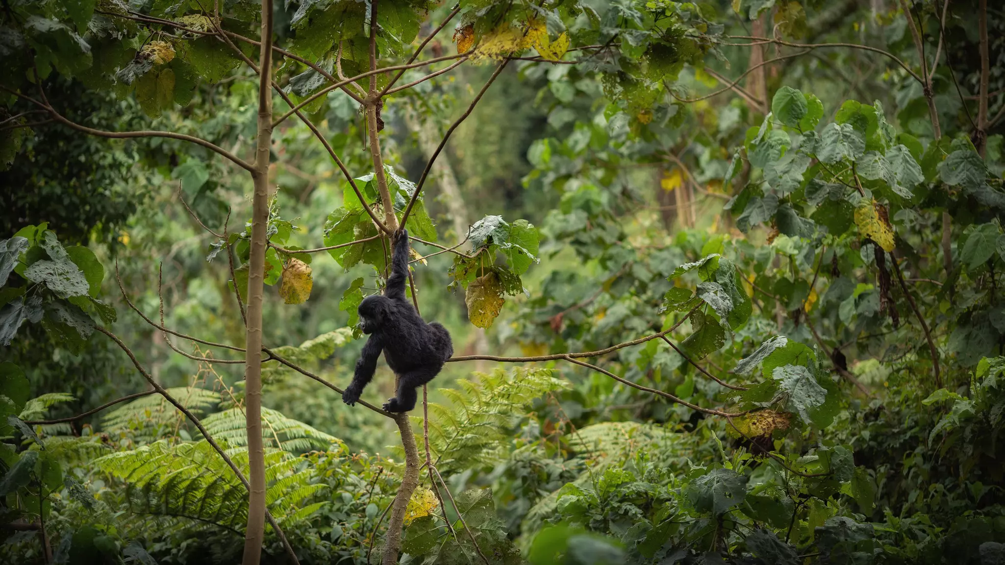 Wild mountain gorilla in the nature habitat. Very rare and endangered animal close up. African wildlife.Big and charismatic creature. Mountain gorillas. Gorilla beringei beringei., License Type: media, Download Time: 2025-04-24T20:48:55.000Z, User: craig609286, Editorial: false, purchase_order: 65020 - Marketing or Sales - this includes sponsored articles, job: Elsewhere, client: Elsewhere Travel, other: Zapatka