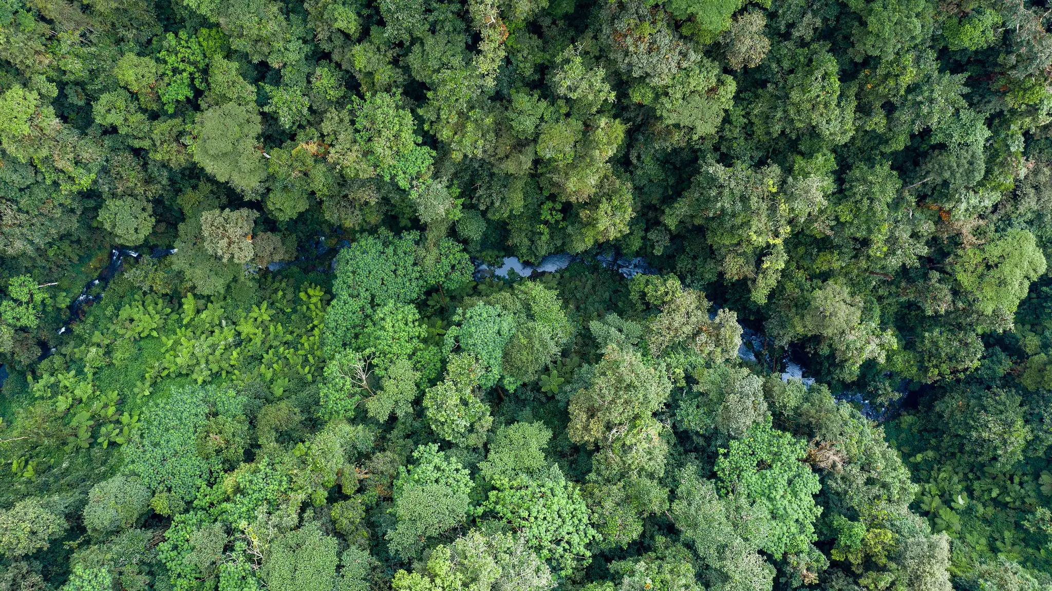 Nyungwe Forest National Park is the country’s most important area of biodiversity © Courtesy of Visit Rwanda