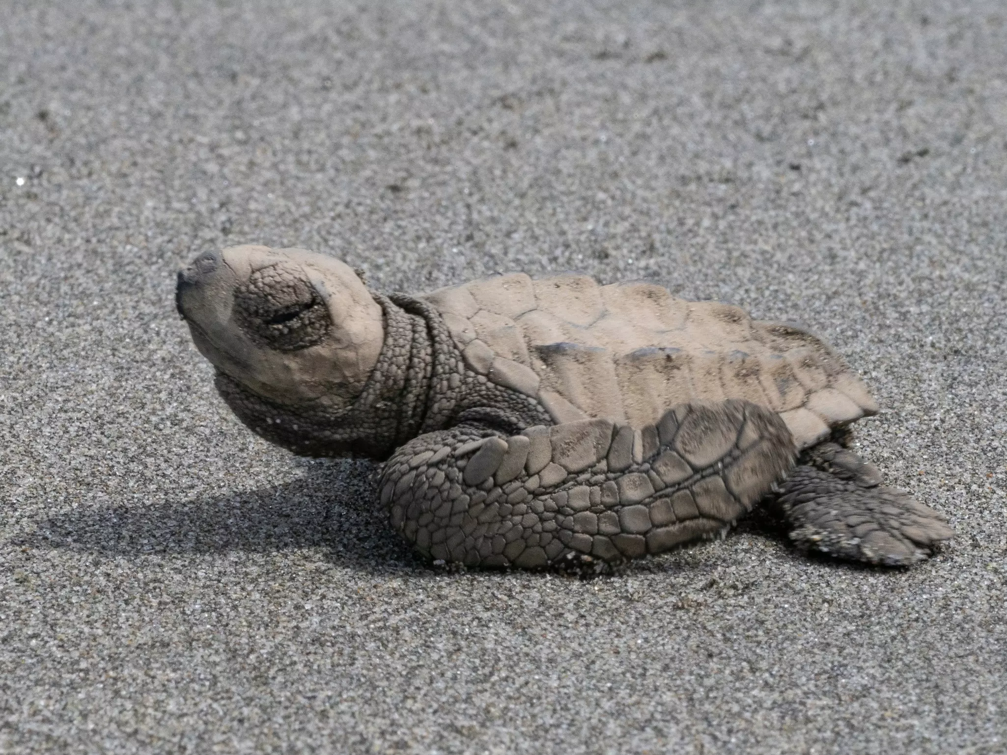 A baby olive ridley turtle shuffling over the sand.