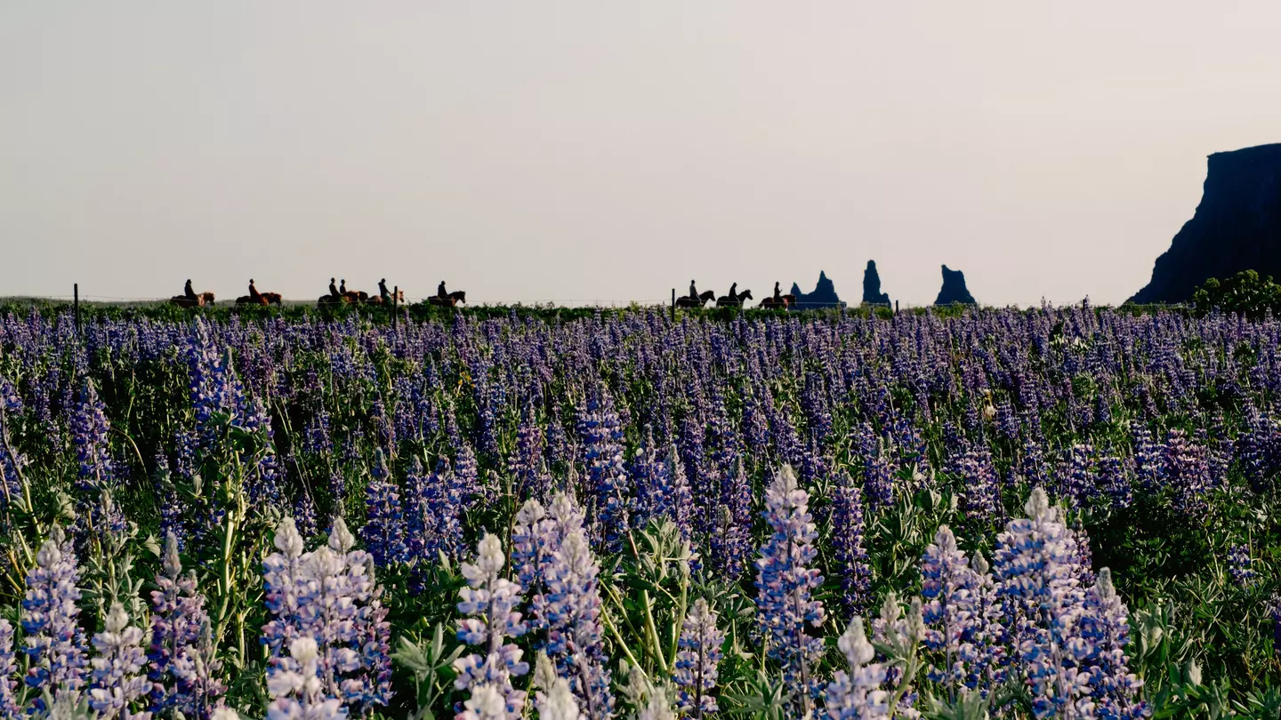 Reynisfjara Beach