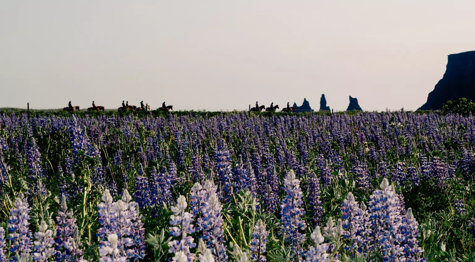A horseback riding tour passes a lupine field bordering Reynisfjara Beach. Daniel Dorsa for Lonely Planet