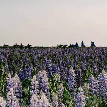 A horseback riding tour passes a lupine field bordering Reynisfjara Beach. Daniel Dorsa for Lonely Planet