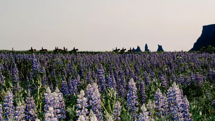 Purple flowers in the foreground, with horseback riders in silhouette at the end of the field.