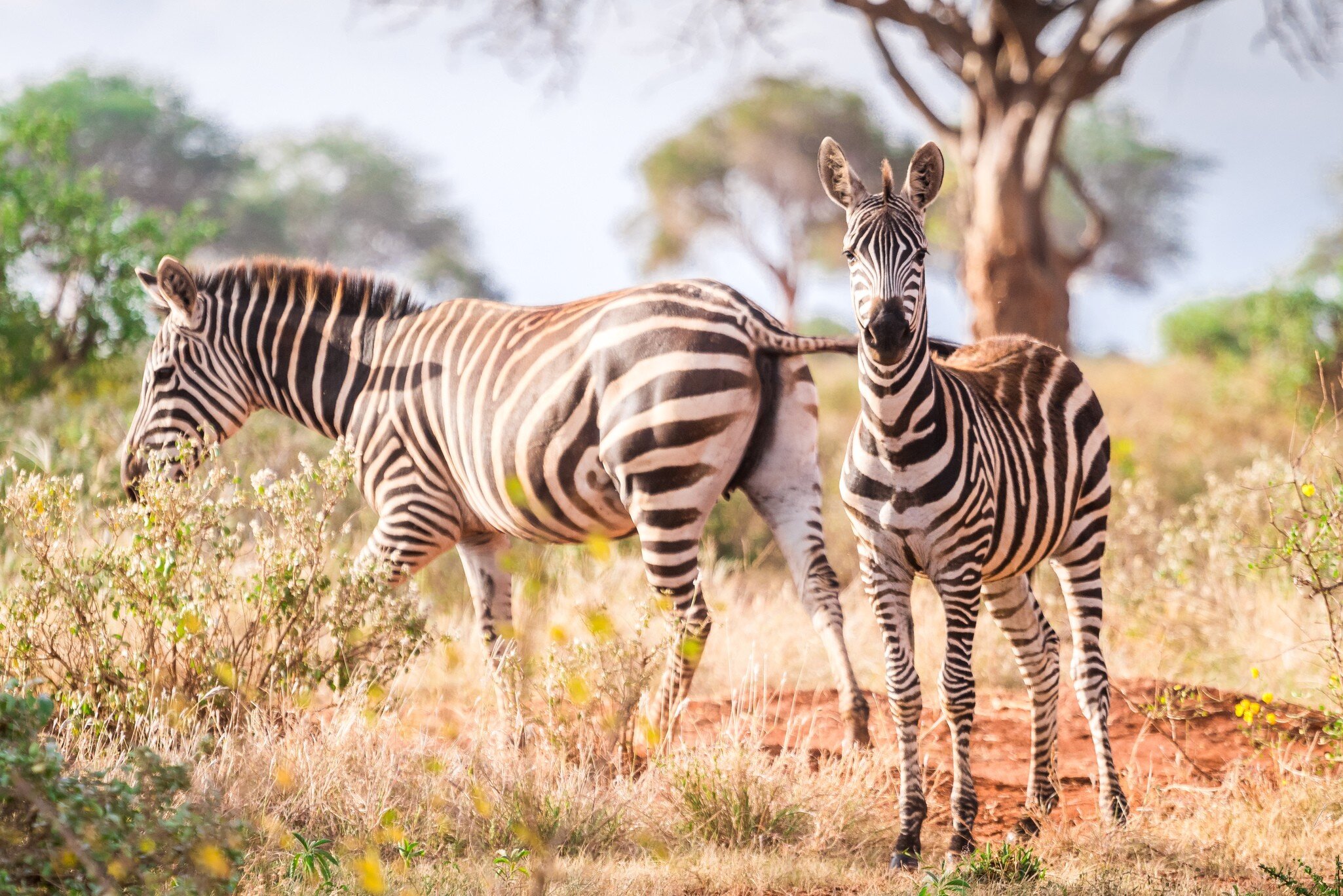 Wild zebras on savanna, Tsavo West National Park, Kenya.