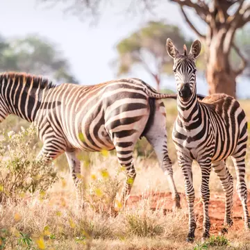 Wild zebras on savanna, Tsavo West National Park, Kenya.