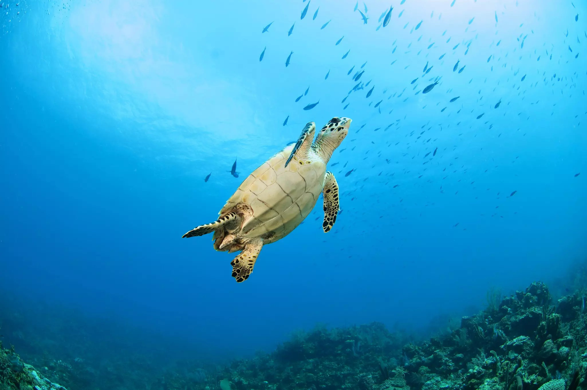 Turtle underwater, Florida, USA.