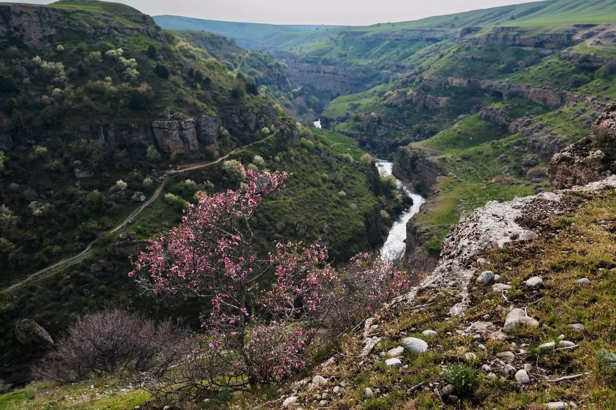 A river runs through a gorge dense with greenery and purple flowers, Aksu-Zhabagly Nature Reserve, Kazakhstan